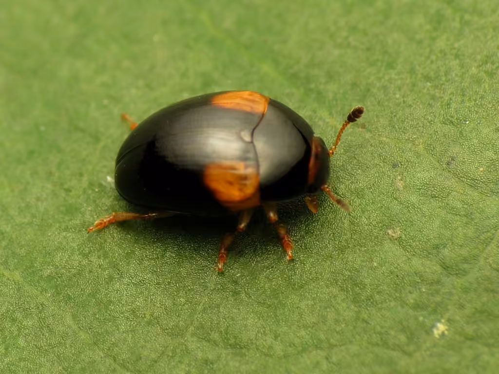 Caped pleasing fungus beetle, photo 1 of 5