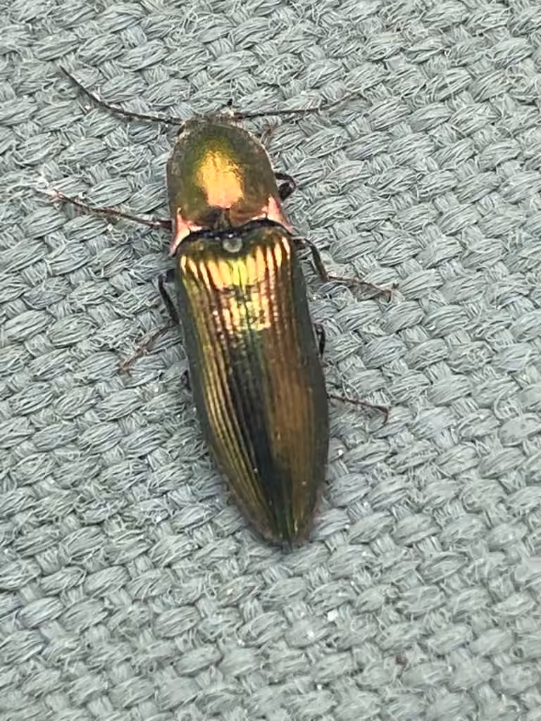 Taupin resplendissant, photo 2 sur 5