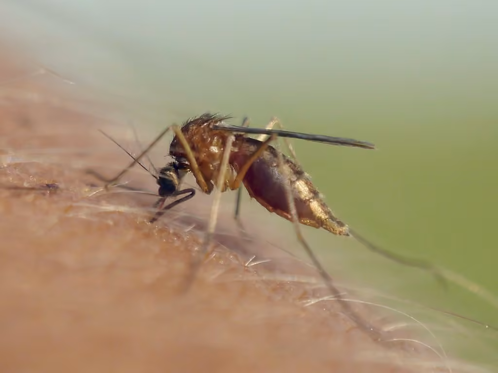 Moustique cendré, Femelle