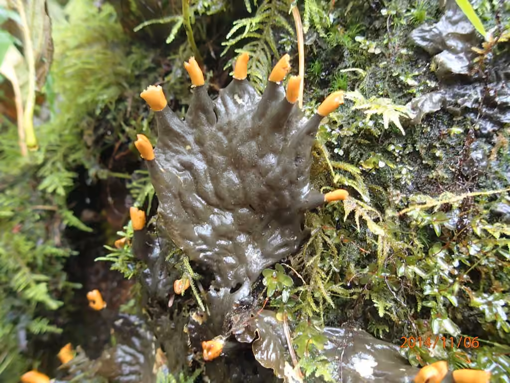 Carpet pelt lichen, photo 2 of 5