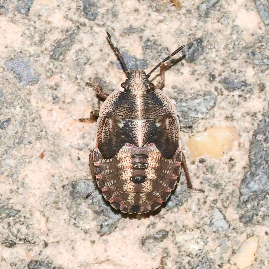 Nerve-winged Stink Bug, photo 3 sur 5