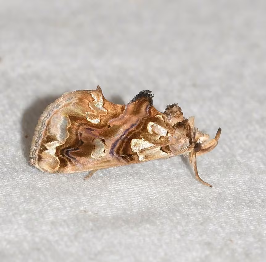 Moonseed Moth, photo 1 sur 5