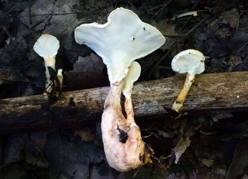Polypore pied-bot