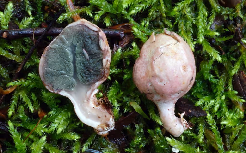 Phallogastre urcéolé