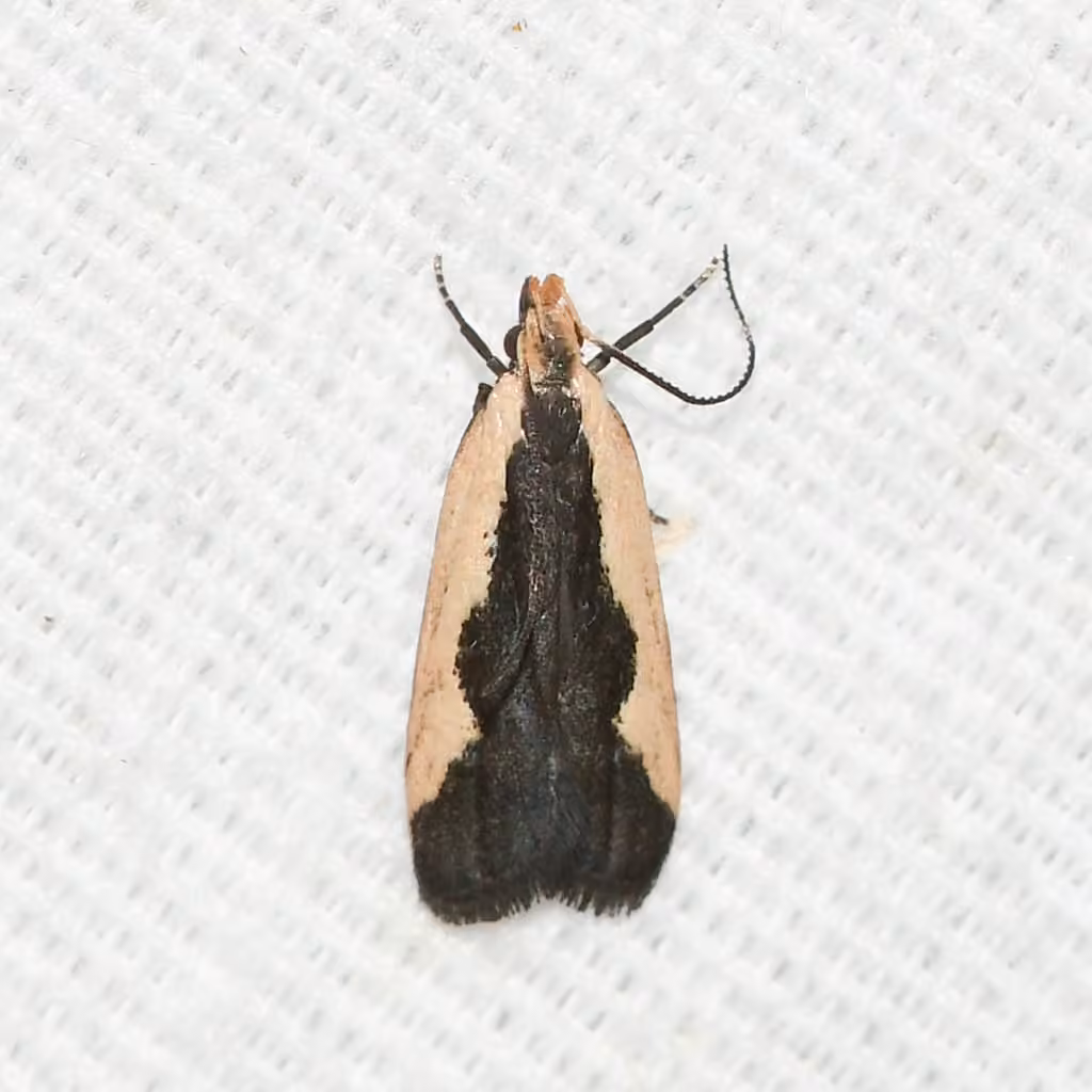 Indented Dichomeris Moth, photo 1 of 5