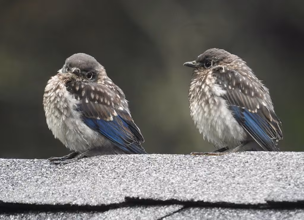 Eastern Bluebird, Juvenile