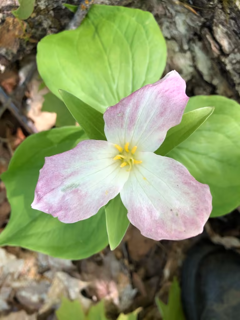 Great white trillium, In flower