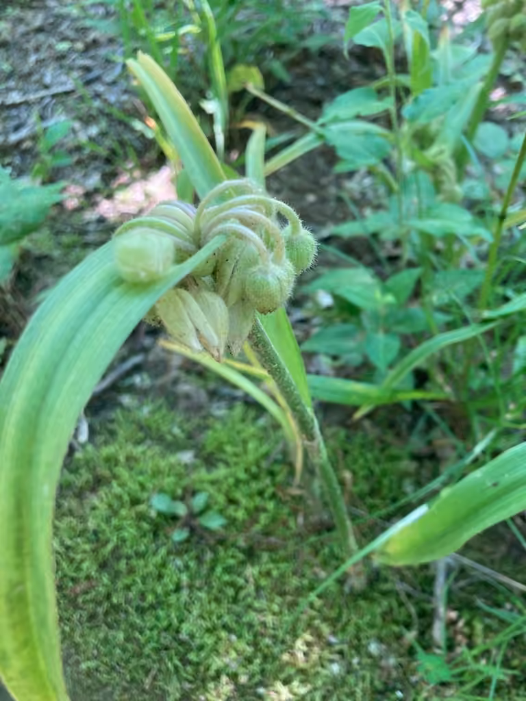 Tradescantie de Virginie, En boutons