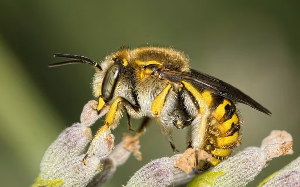 Abeille cotonnière