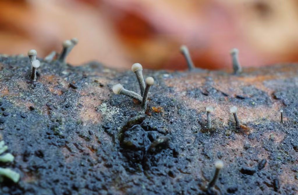 Trichoderma flavipes, photo 2 sur 5