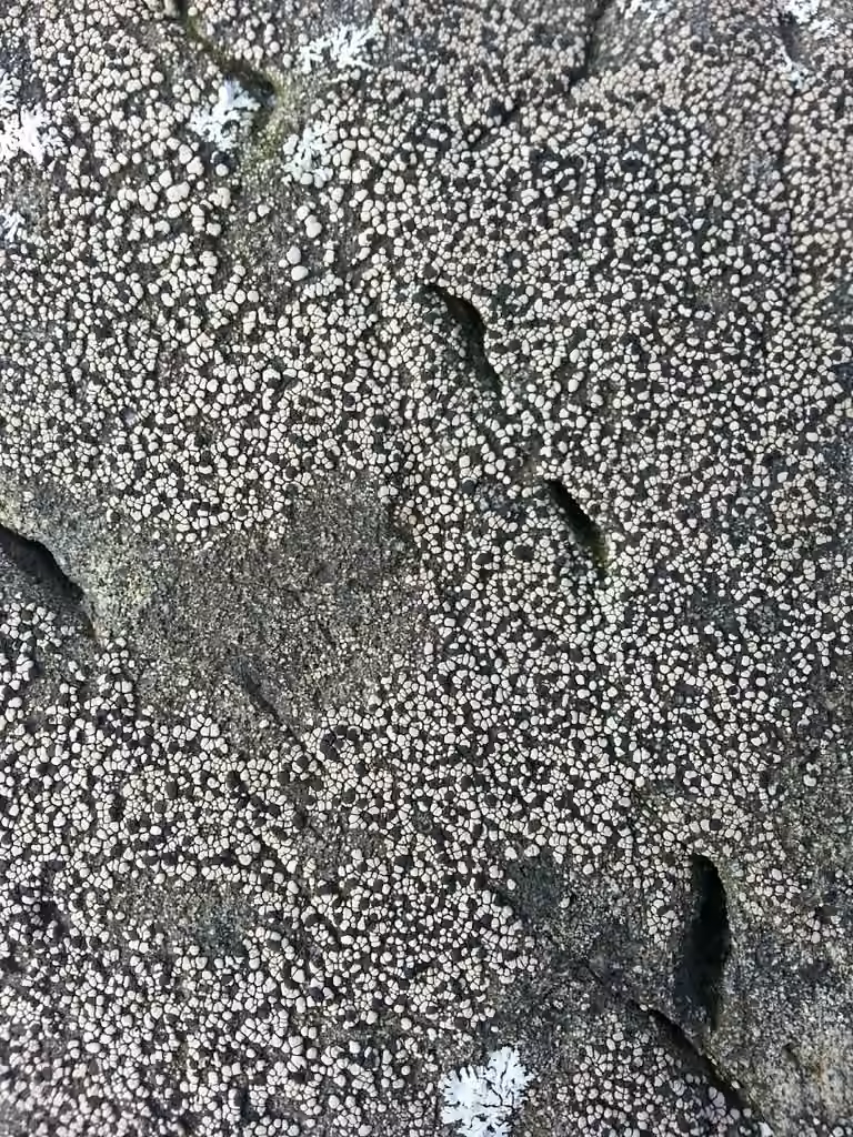 Map lichen, photo 3 of 5