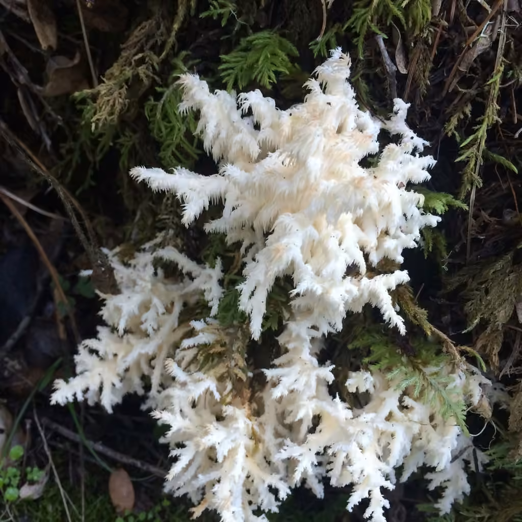 Hydne corail, photo 1 sur 5