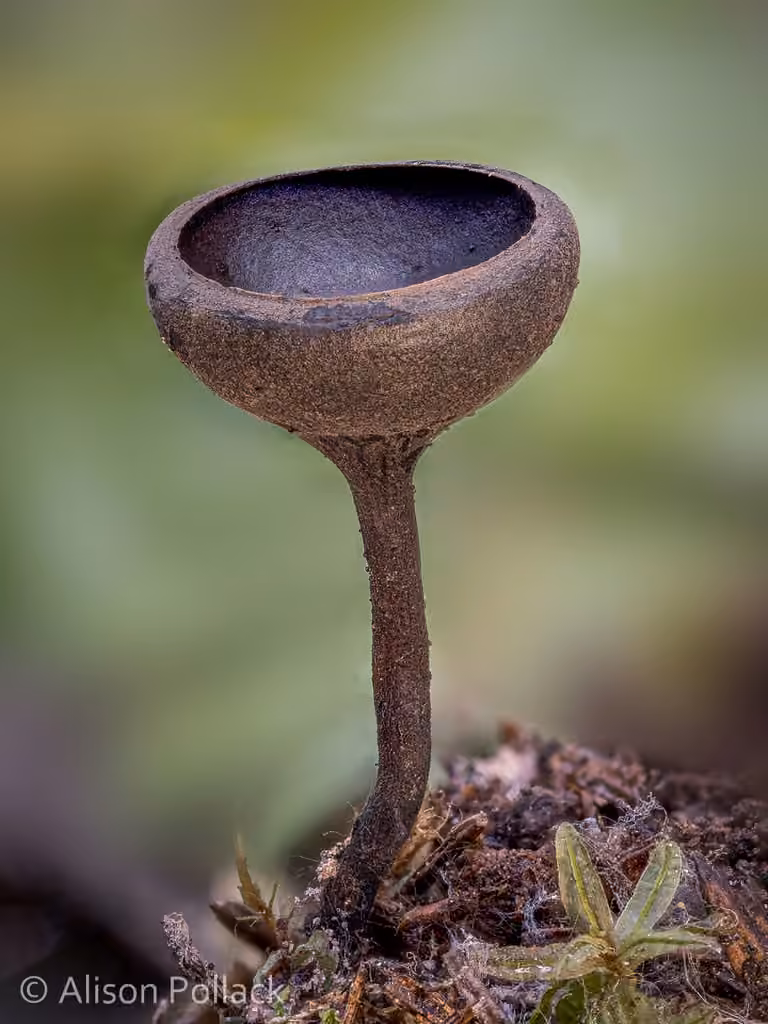 Midnight Goblet