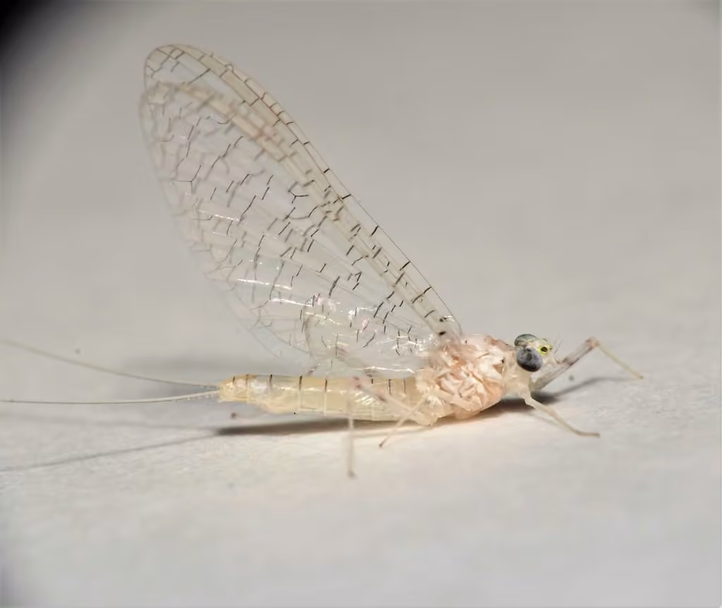 Terminal flat-headed mayfly, photo 3 of 5