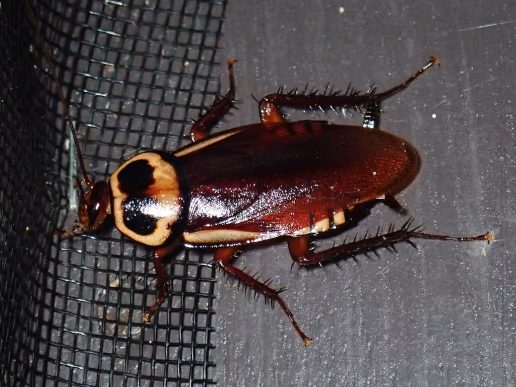 Blatte australienne, photo 3 sur 5