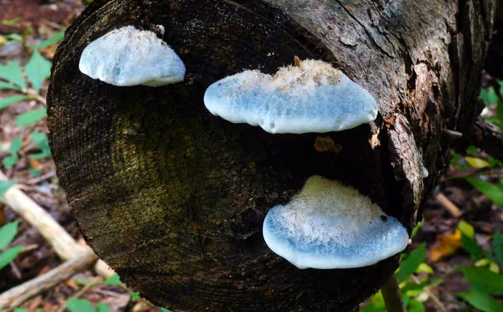 Polypore bleu gris, photo 2 sur 5
