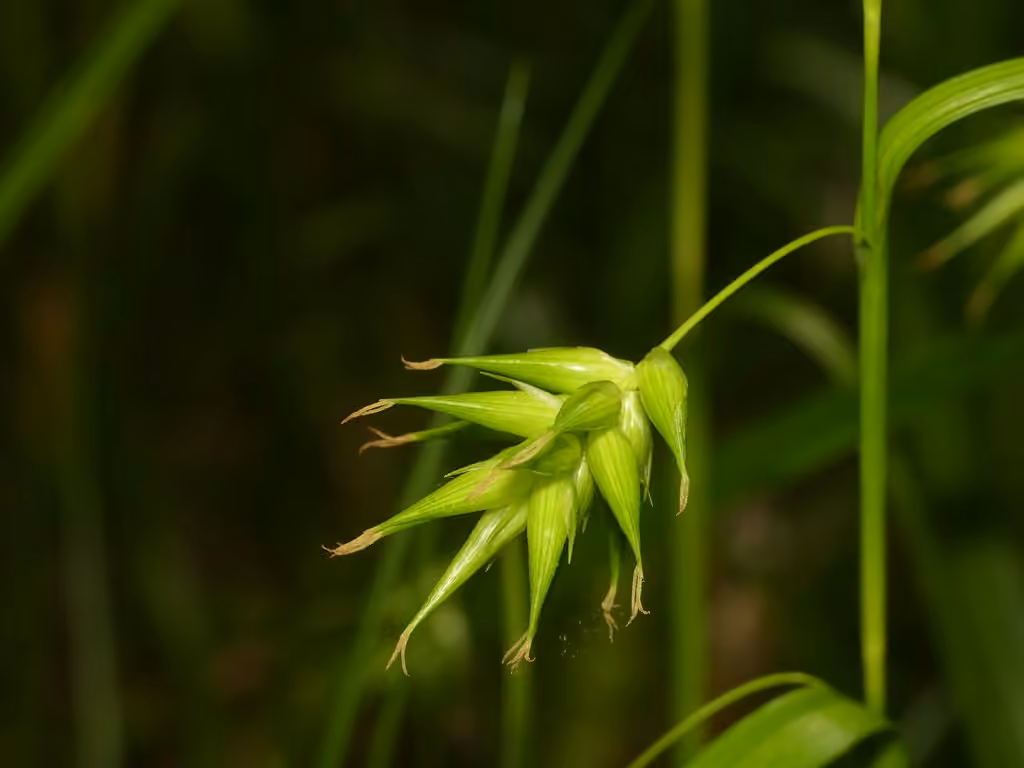 Carex folliculé, photo 1 sur 5
