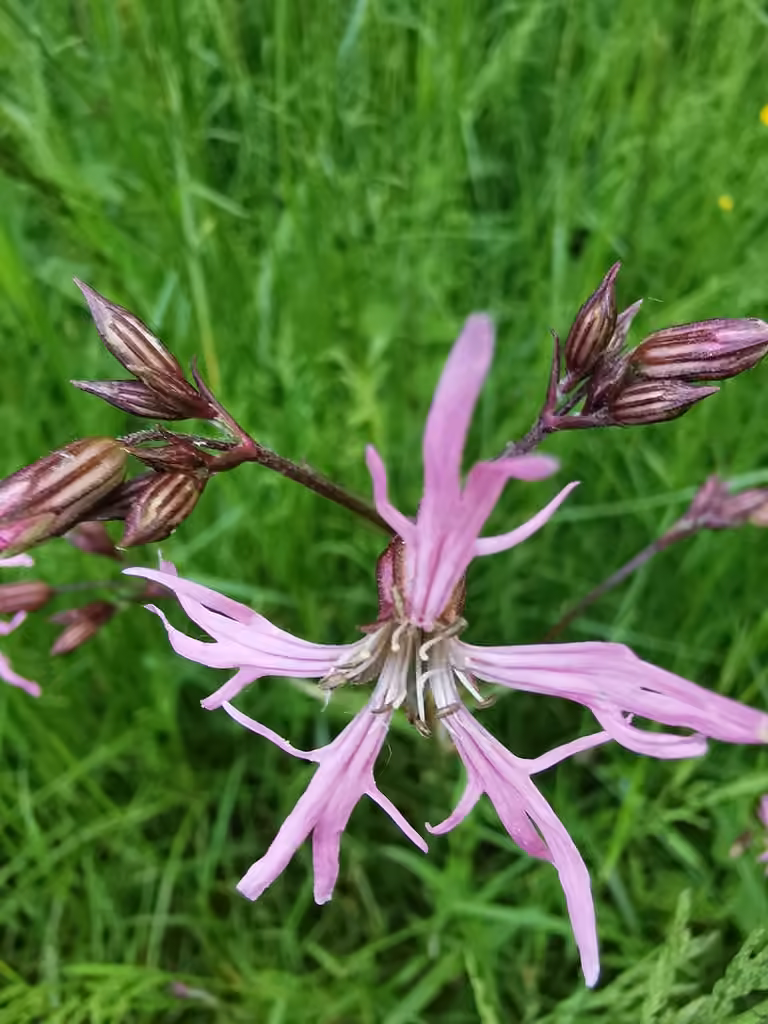 Ragged robin, In flower