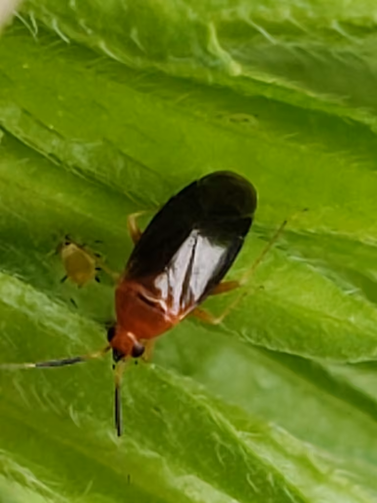 Azalea Plant Bug, photo 3 sur 5