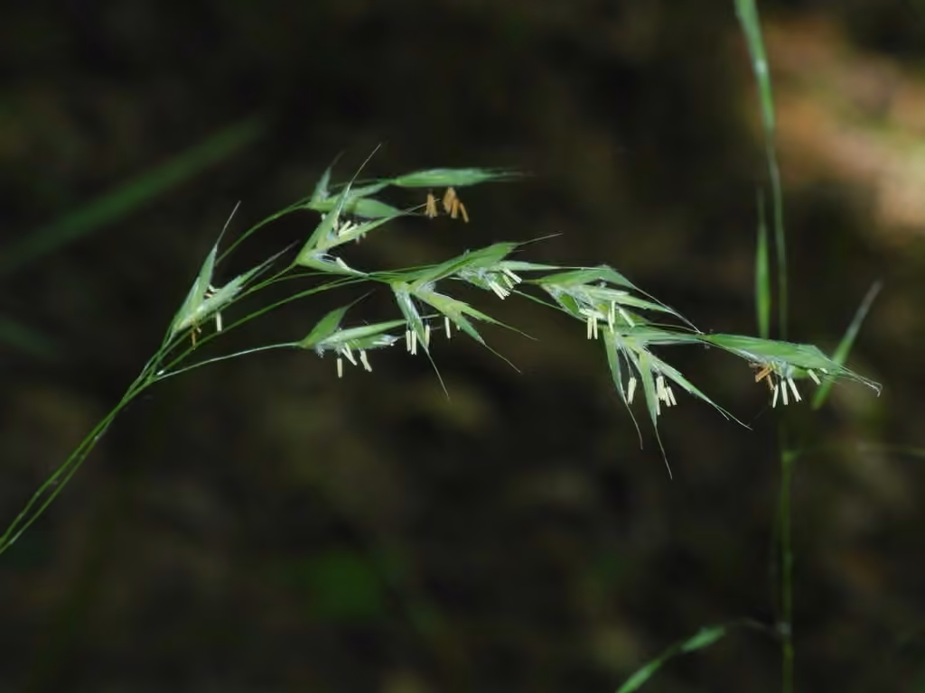 Hairy wood brome grass, photo 1 of 5