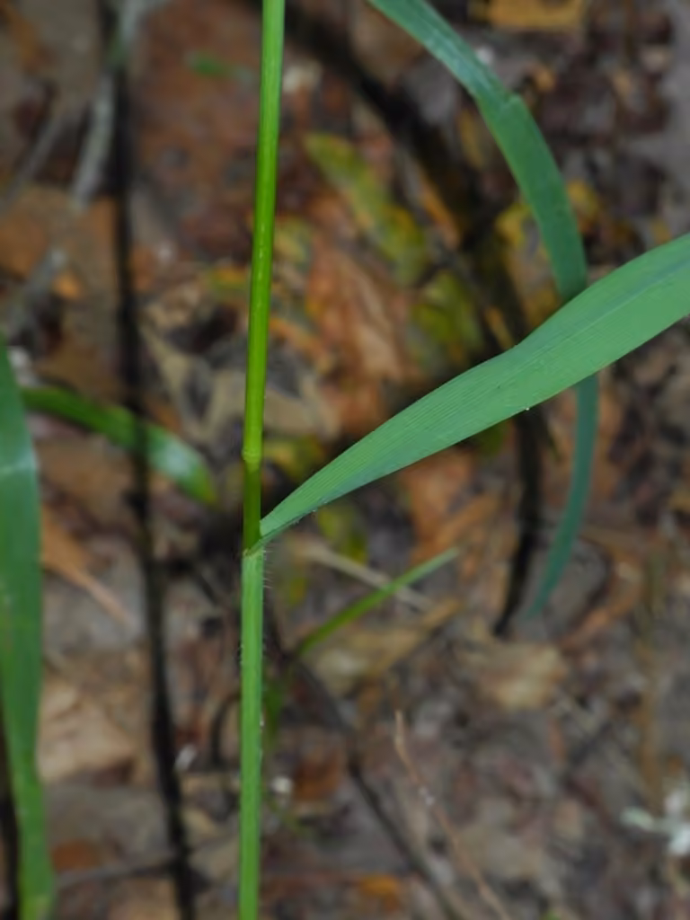Hairy wood brome grass, photo 3 of 5