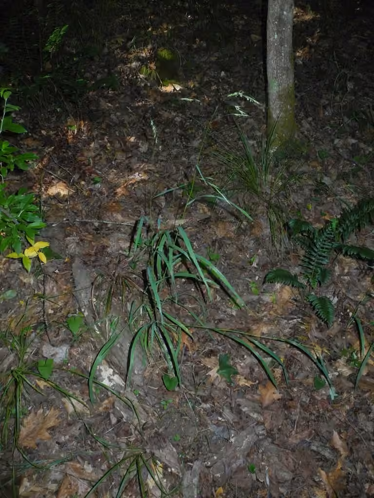 Hairy wood brome grass, photo 2 of 5