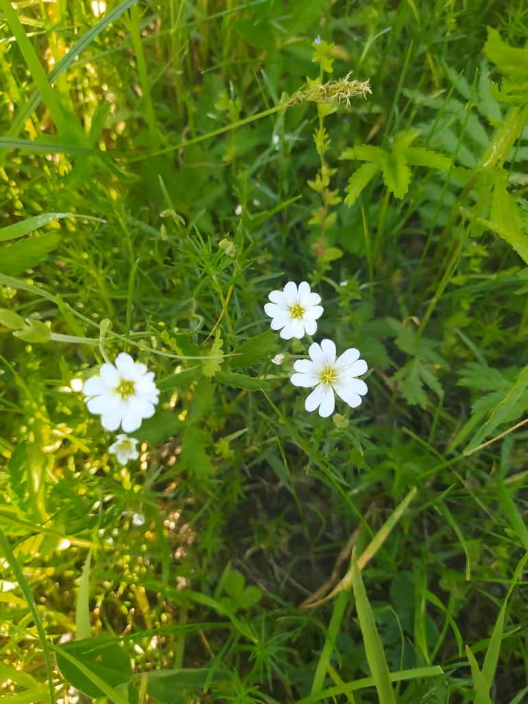 Céraiste des champs, En fleurs