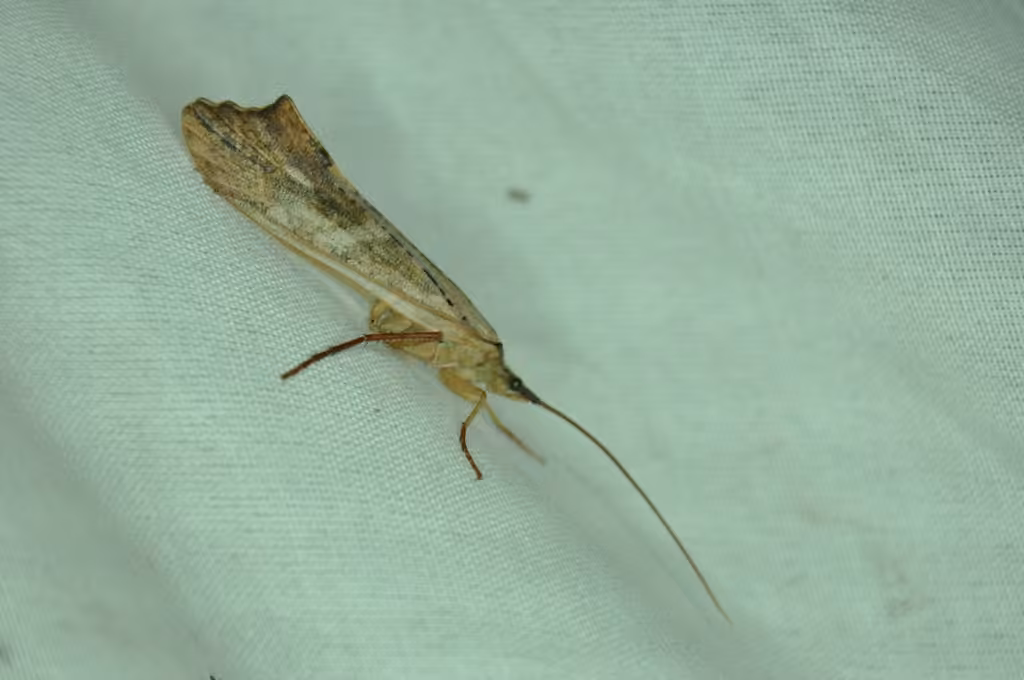 Limnéphile hostile, photo 3 sur 5
