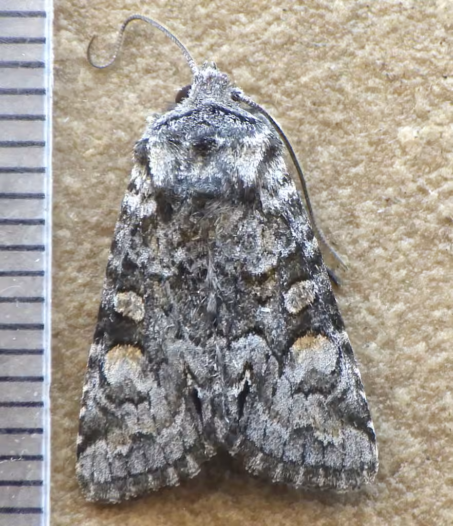 Snaky Arches Moth, Adult