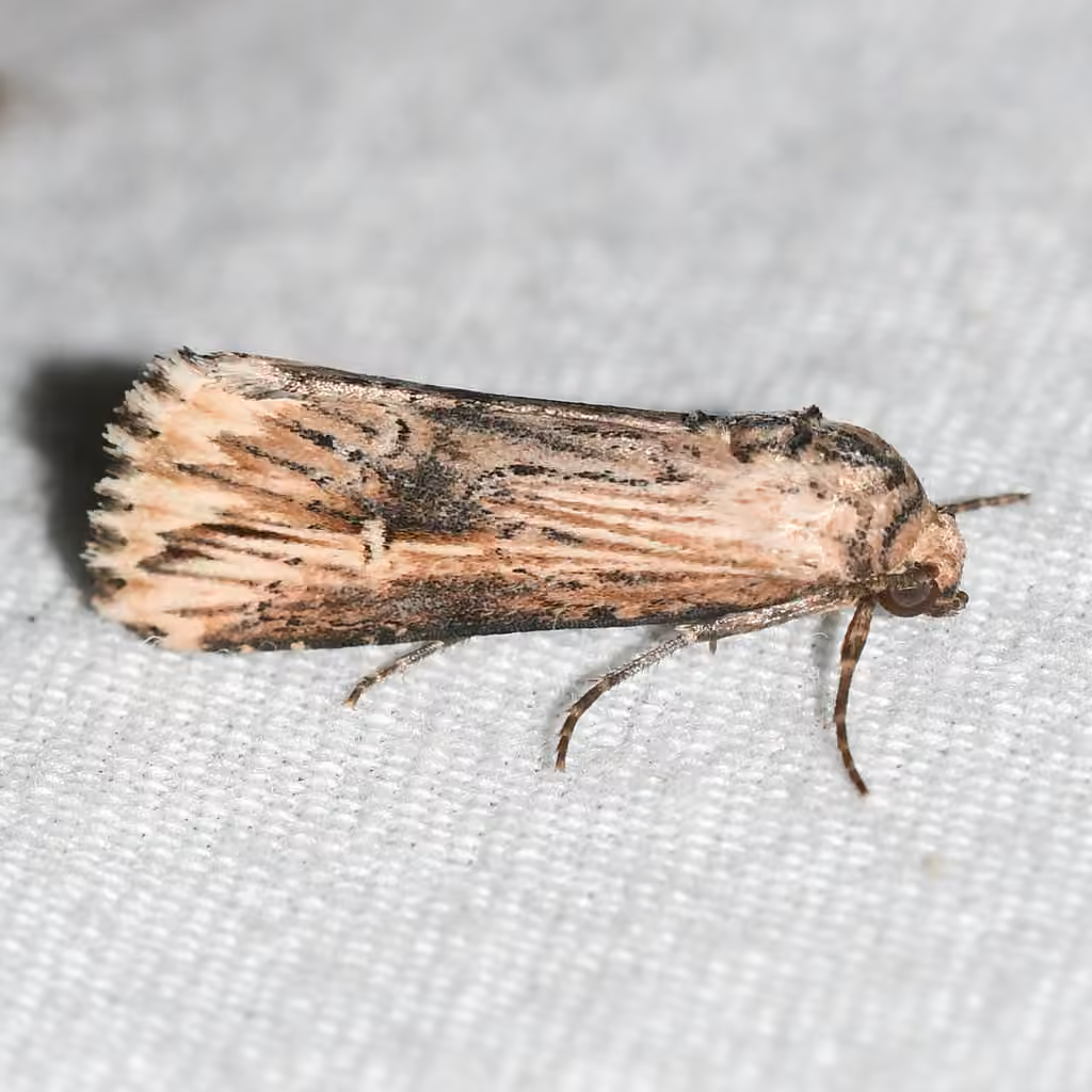 Verbena Moth, Adulte