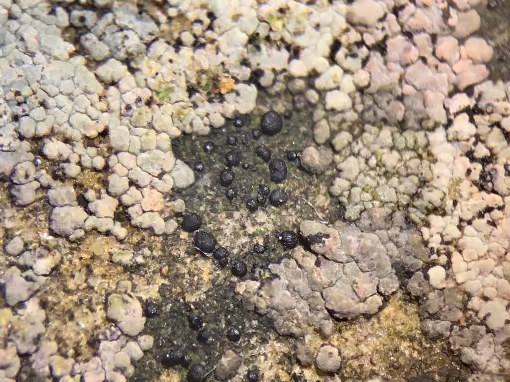 Scoliciospore terre d'ombre