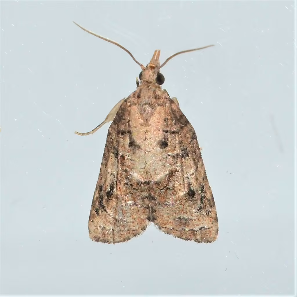 Tufted Apple Bud Moth, photo 3 sur 5