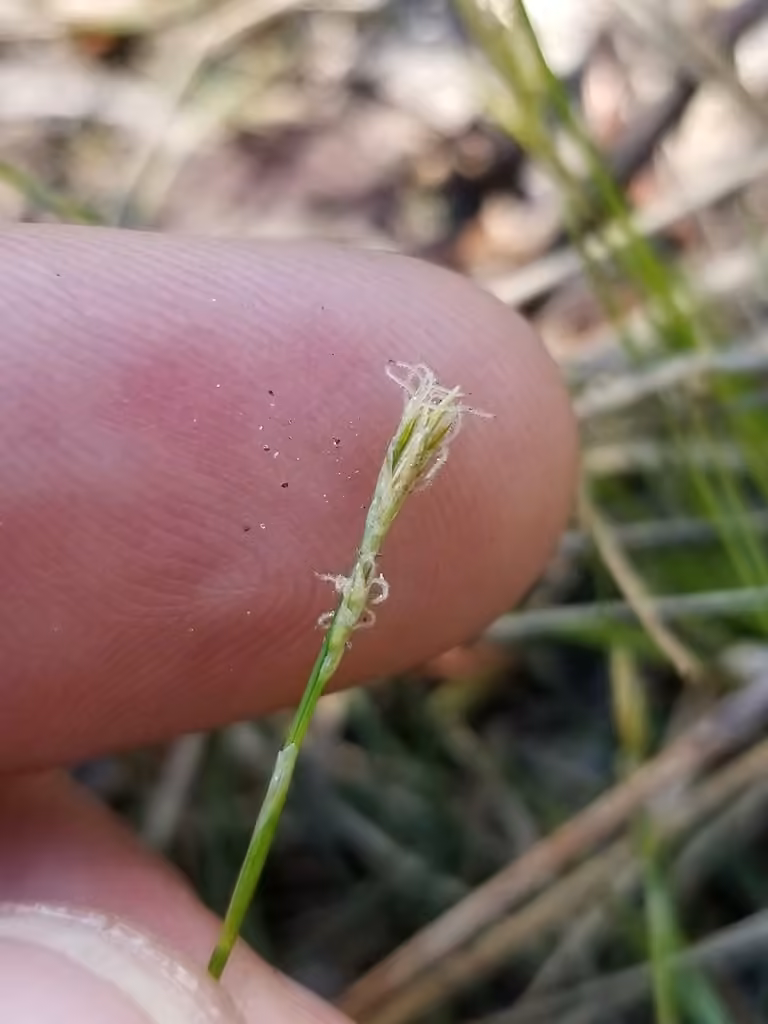 Carex ivoirin, En fleurs
