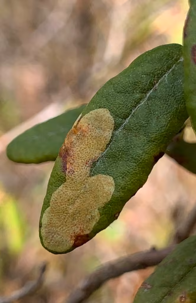 Labrador Tea Leaf Miner, photo 1 of 5
