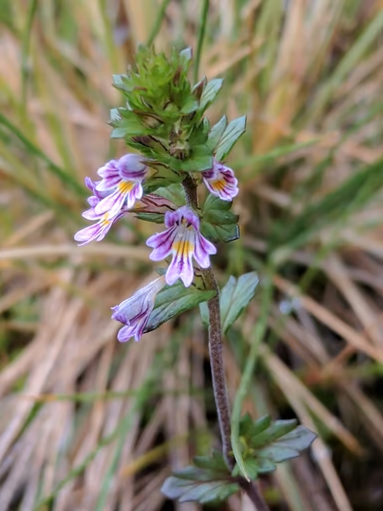Euphraise à petites fleurs, En fleurs