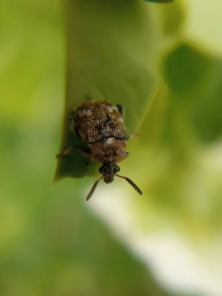 Bruche du pois, photo 3 sur 5