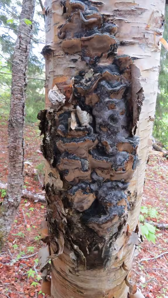 Polypore de Lundell, photo 3 sur 5