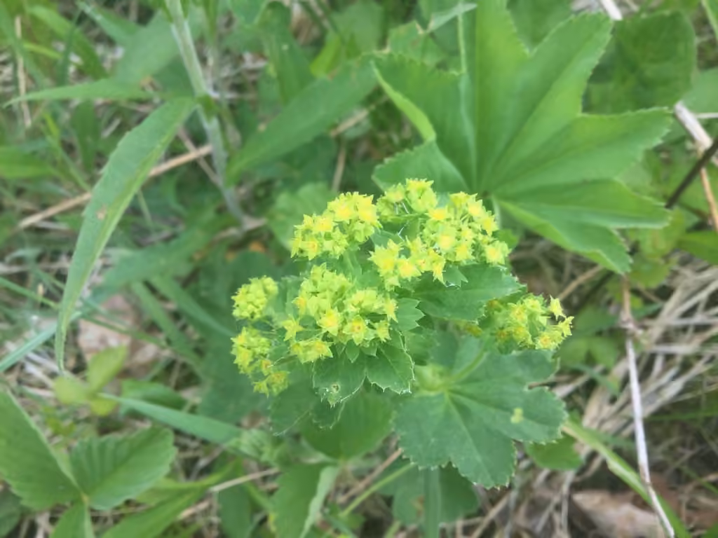 Alchémille jaune vert, En fleurs