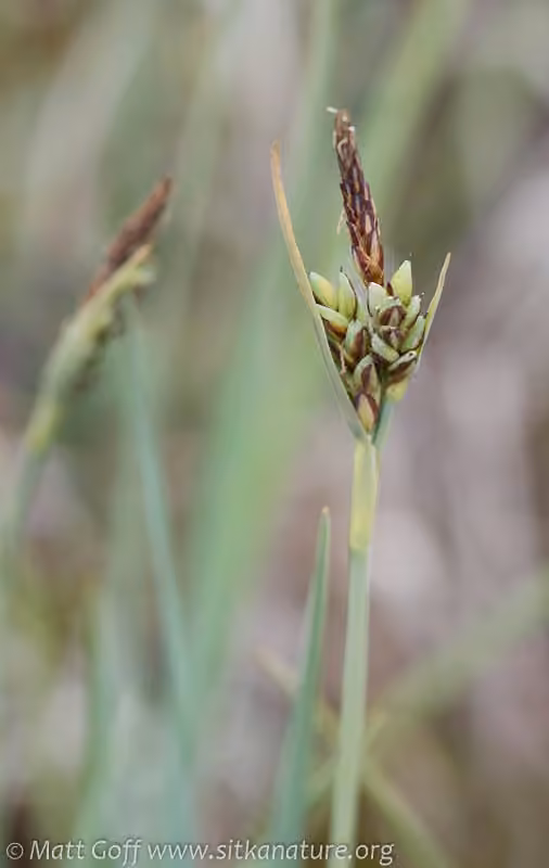 Livid sedge, photo 1 of 5