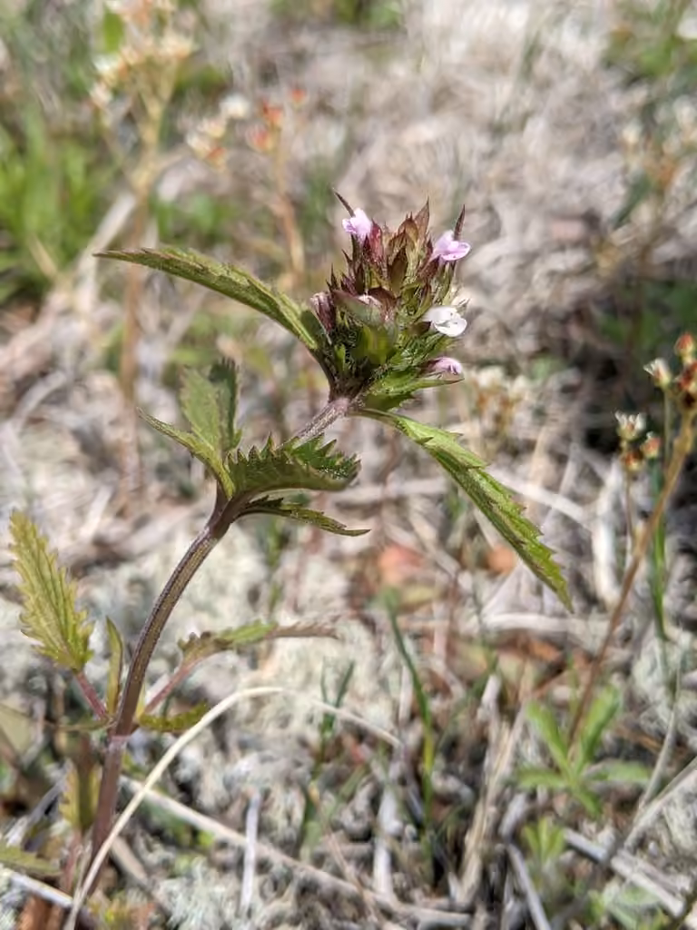American dragonhead, In fruit