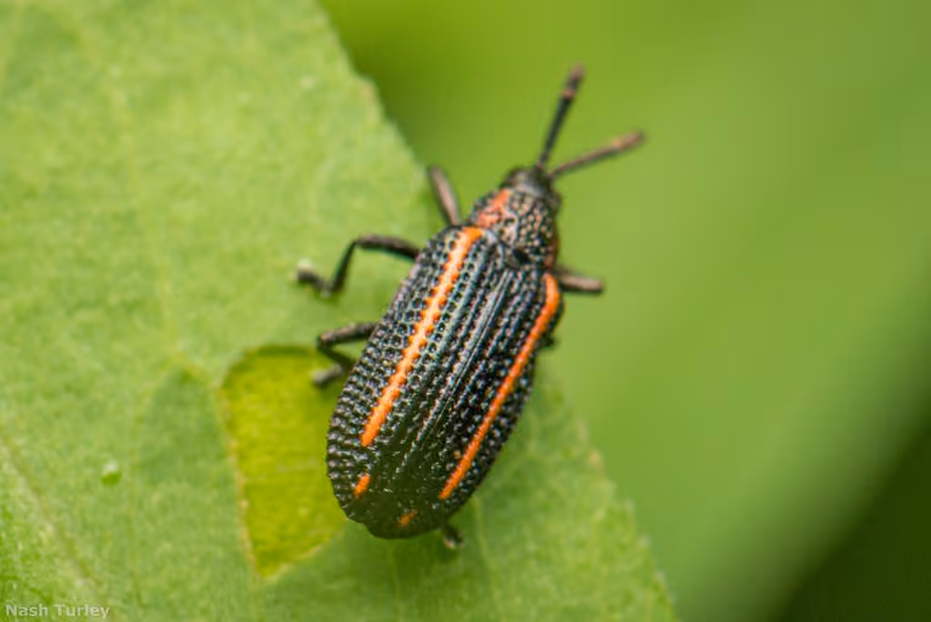 Yellow-lined tortoise beetle