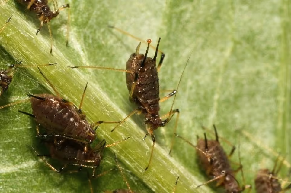 Large Thistle Aphid, Adult female