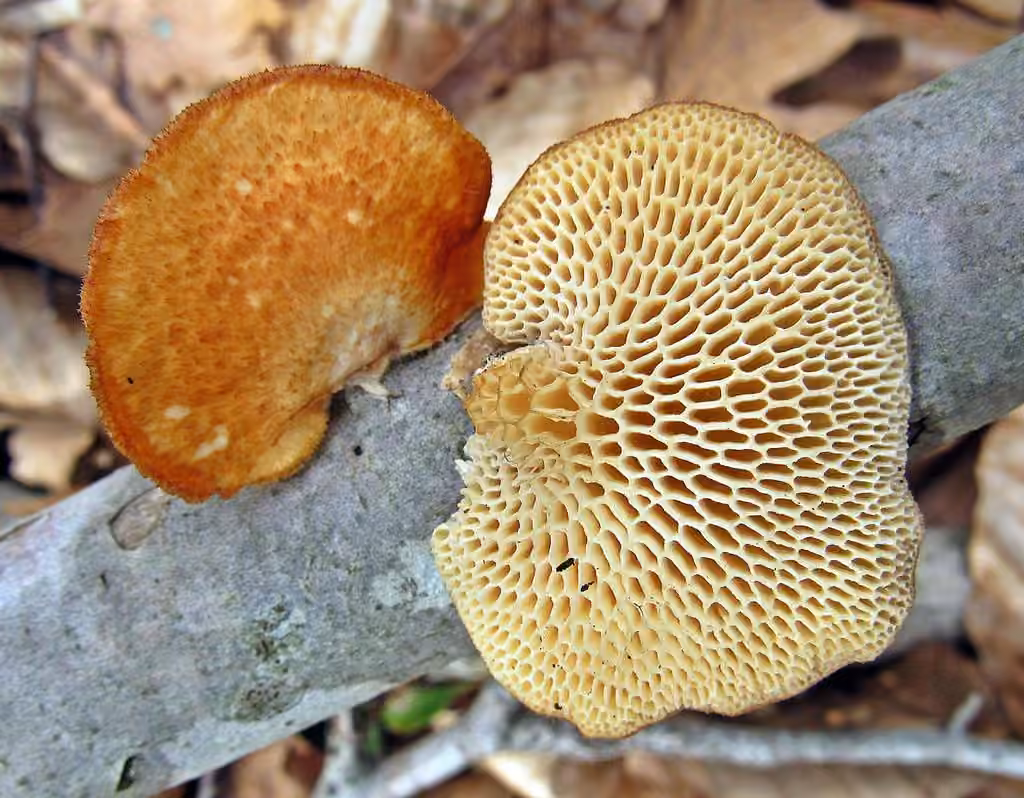 Diamond polypore, photo 3 of 5