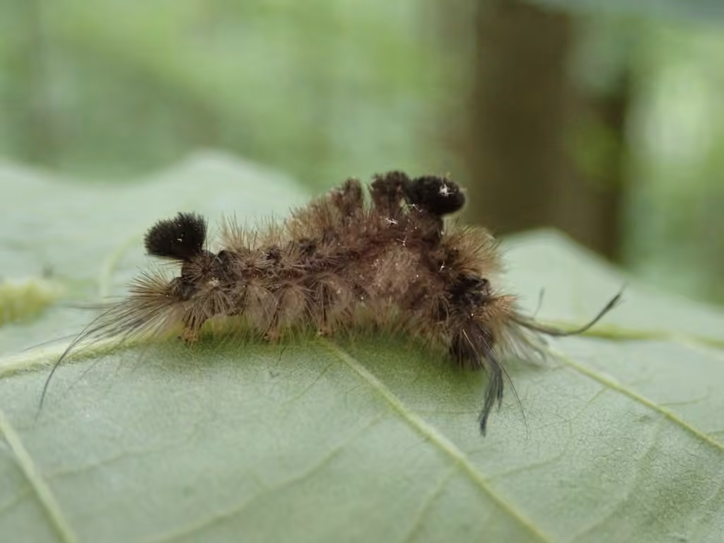 Streaked Tussock Moth, Chenille
