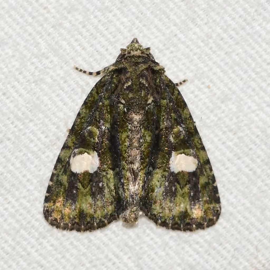 Spotted Phosphila Moth, photo 1 sur 5