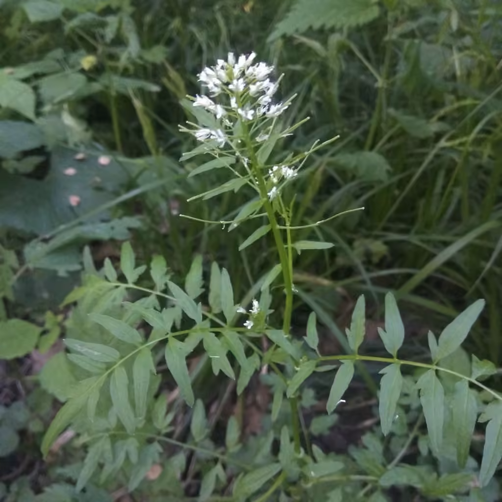 Narrowleaf bittercress, photo 1 of 5