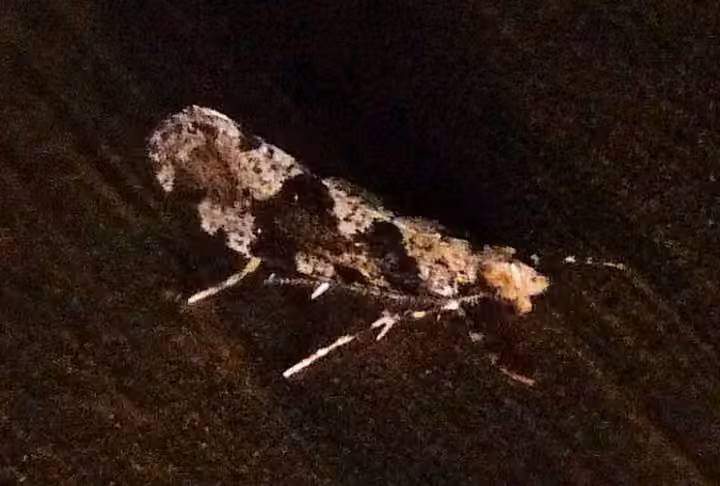 Banded Scardiella, Adult