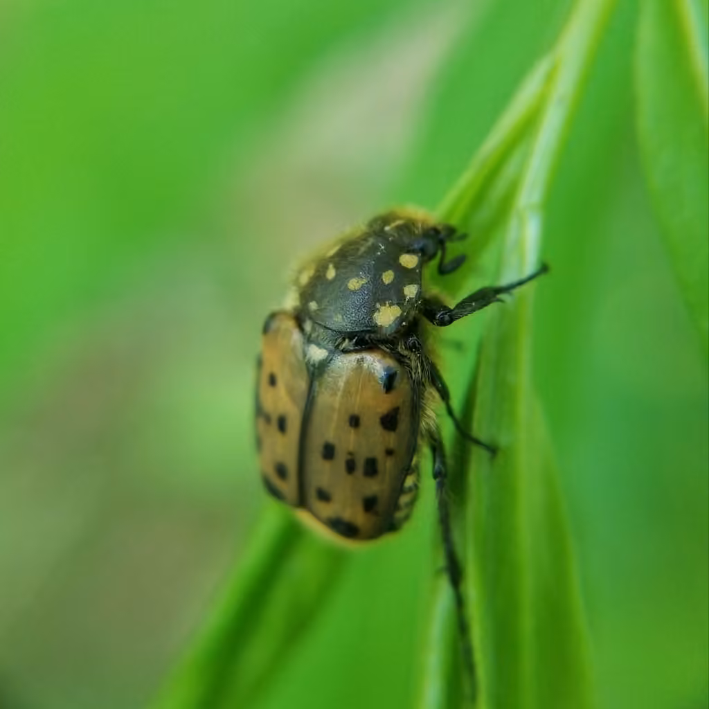 Cétoine maculée, photo 2 sur 5