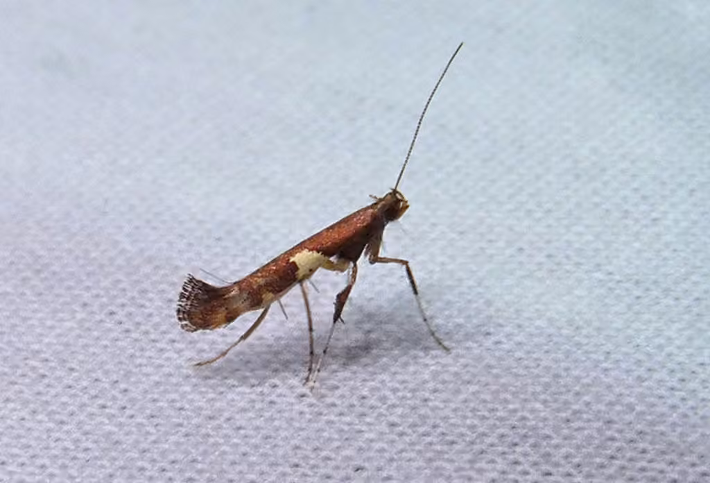 Caloptilia umbratella, Adulte