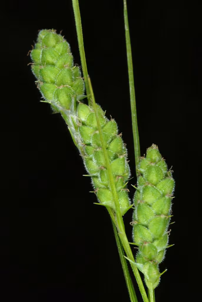 Swan's sedge, In fruit